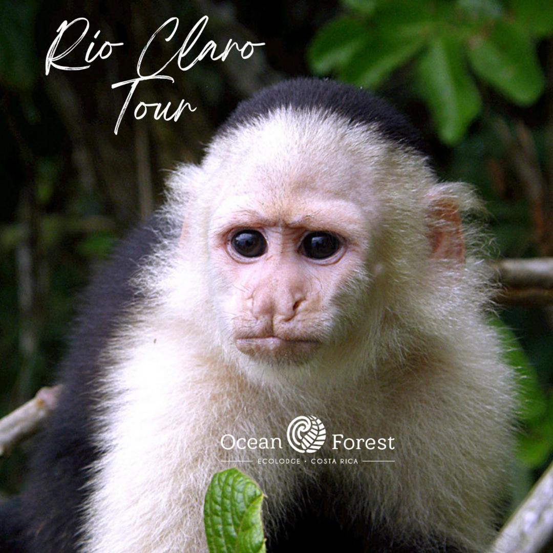 Ocean Forest Ecolodge San Pedrillo Esterno foto
